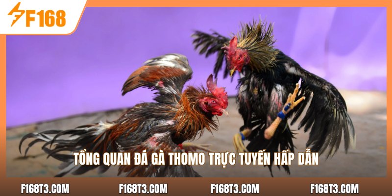 Tổng quan đá gà thomo trực tuyến hấp dẫn
